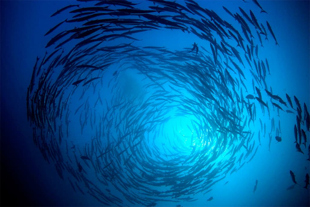 Promotional image for Infinity Fish